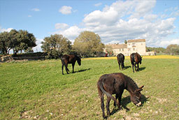 casa_rural_barcelona_torrecabota13